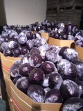 Sprzedam około 12 ton kapusty czerwonej odmiana klimaro kaliber 3-5kg opakowanie karton box cena 400zl/tona 
