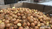 Sprzedam cebule na obieranie 40+, 100 ton