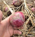 Sprzedam cebulę czerwoną, kaliber w wiekszości 6-9, ilości tir.