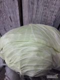 Sprzedam końcówkę kapusty płaskiej około 2tony kaliber 1-3 możliwość owinięcia 