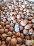 Sprzedam cebulę Amfora do długiego przechowywania kaliber od 4.5