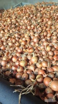 Sprzedam cebulę zolta czerwona kaliber 5+ worek szyty lub bb 