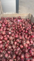Sprzedam cebulę czerwoną pryzmą około 25 ton