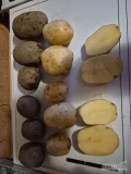 Sprzedam ziemniaki jadalne, odmiana Colomba, kaliber do uzgodnienia, z jasnej ziemi, z odkamienianej plantacji, bez parcha. Worki szyte, BB...