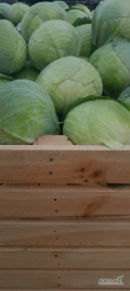sprzedam kapuste białą 1-3kg 3-4 3-5 kgworek 20kg po1t na palecie karton box lub ine mam terz czerwona kal1-3kg