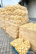 Sprzedam ziemniski Soraja. Na sobotę będzie 26 palet. Cena 40gr/kg