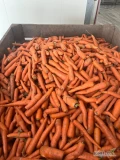 Sprzedam marchew odsort/odpad myty 