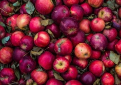 ZSRIR: ceny jabłek przemysłowych w trzecim tygodniu stycznia