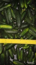 Sprzedam ogórek gruntowy, rozmiar 6-12, świeży zbiór, ilość 7-8 ton
