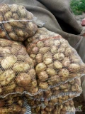 Sprzedam ziemniaki jadalne Irga Wolumia