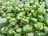 sprzedam papryke polna zielona w całości, cena 1zl za kg. ilość ok 5ton, możliwy dowóz na miejsce 