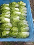 Sprzedam kapustę pekińską. Kaliber 800+