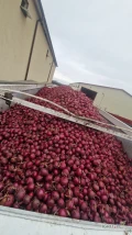 Sprzedam cebulę czerwoną kal 4-9 na worek z mocną łuską odmiana RED TIDE luzem bądź w skrzynie, fazor oraz cebule czerwoną na...