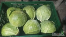 Witam sprzedam kapustę białą kaliber 1-3 towar z chłodni bez wciornastka ilość 50 ton