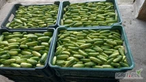 Do sprzedania jasny ogórek w plastikowych skrzynkach po 20kg.