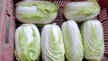 Sprzedam kapustę pekińską 0,5-2kg,ilości tonowe ,z chlodni