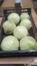 Sprzedam kapustę białą odmiany Zenon kal 1- 3 kg. Kapusta ładna, zdrowa bez wciornastka. Zapraszam do kontaktu. 