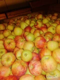 Sprzedam jabłko Idared za wagę w skrzyni, około 150 skrzyń 