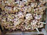 Sprzedam Polski czosnek harnaś. Czosnek z chłodni, bardzo dobra jakość. Hurtowa ilość. Różne kalibry. Najwięcej jest 6+ i 6.5...
