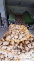 Sprzedam duże ilości ziemniaka Soraya z jasnej ziemi w kalibrze +45 . Ziemniak jest z papierami i może być szczotkowany i zapakowany w...
