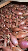 Cebula CZERWONA ,RÓŻOWA ,SZALOTKA na pakowanie i obieranie, ilości tirowe, import, dostawa do klienta, cała Polska, Www.river-onions.nl,