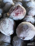 Sprzedam kapustę czerwona ilość około 10 t kapusta od 1do 2kilograma  