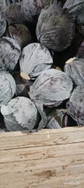 Sprzedam kapustę białą I czerwoną kapusta market i przemysł zależy od od odmiany i kalibru większe ilości zapraszam 