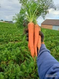 Sprzedam marchew na przemysł, komarno, wiecej informacji telefonicznie