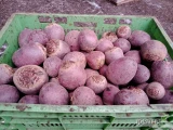 Sprzedam burak czerwony okrągły Monty 5-11 na brudno lub czysto. 100ton  Big bag, kosze, luz Ilości tir lub mniejsze. Możliwy...