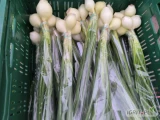 Sprzedam cebulkę dymkę że szczypiorem, 3 szt w pęczku 