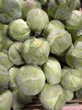 Sprzedam kapustę białą kal 1-2,5 kg oraz 2-4kg. Ilości tirowe.