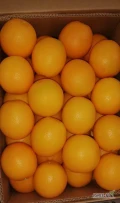 Sprzedamy pomarańcze odmiany Navel I. klasy pakowane w kartony 15kg. Ilości paletowe. Zapraszamy do kontaktu pod numer: 537 935...