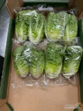 Oferuję w ciagłej sprzedaży sałatę mini rzymską. Możliwość przygotowania ilości paletowych i całosamochodowych. Produkt...