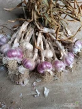 Sprzedam polski czosnek harnaś piękny towar, grube pazury, zdrowy, fioletowy, twardy