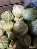 Sprzedam kapustę biała jakość market bez czyszczenia jak leci ze skrzyń opakowanie karton box big bag możliwy transport.