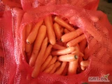 Sprzedam marchew ilości tirowe . Jakość marketowa . Import Holandia. Myta w Polsce pod zamówienie. Towar myty lub brudny. 