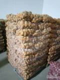 Sprzedam ostatnie 7 ton ziemniaków jadalnych Queen Anna 50mm+ i Ignacy 55mm+. Towar z chłodni 