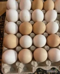 Sprzedam jajka M 