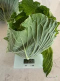 Sprzedam kapustę płaską green lunar kaliber około 2 kg  mam też kapustę włoską Paniewek 87-875 Topólka tel 667 292 204 