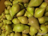 Sprzedam gruszki odmiany Ksenia Nojabraskaja w rozmiarze ponizej 65 mm, ładna czysta zielona, bez gradu czy miodówki - odsort od...