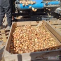 Witam sprzedam cebule kaliber 4-5 cm odmiana sybir zimówka około 20 ton worek opaakowanie dowolne
