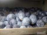 Sprzedam kapuste czerwona kal.1-3.5kg z woskowym nalotem opakowanie karton box