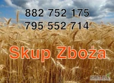 Skup zboża pszenicy, pszenżyto, żyta i jęczmienia. Odbiór z gospodarstwa na terenie całego kraju. Płatne szybkim przelewem na...