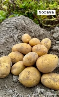 Sprzedam ziemniaki odmian: