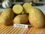 Sprzedam tirowe ilości ziemniakow jadalnych odmiany Vega, Ranomi, Queen Anne, Red Sonia. Kaliber, opakowanie oraz cena do...
