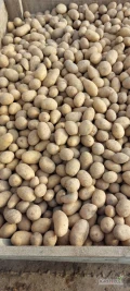 Sprzedam ziemniaki  odm. GALA  kaliber  25 - 45  w ilości 100 ton.