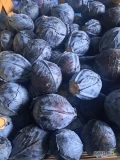 Sprzedam kapuste czerwona 1-3kg 