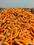 Marchew odpadowa duże ilości 