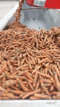 Sprzedam marchew do mycia, import holandia. Bezposrednia dostawa do klkenta. Ilosci  tirowe. W sprzedazy tez seler i cebula.