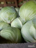Sprzedam kapustę Kilastor 1-4kg.